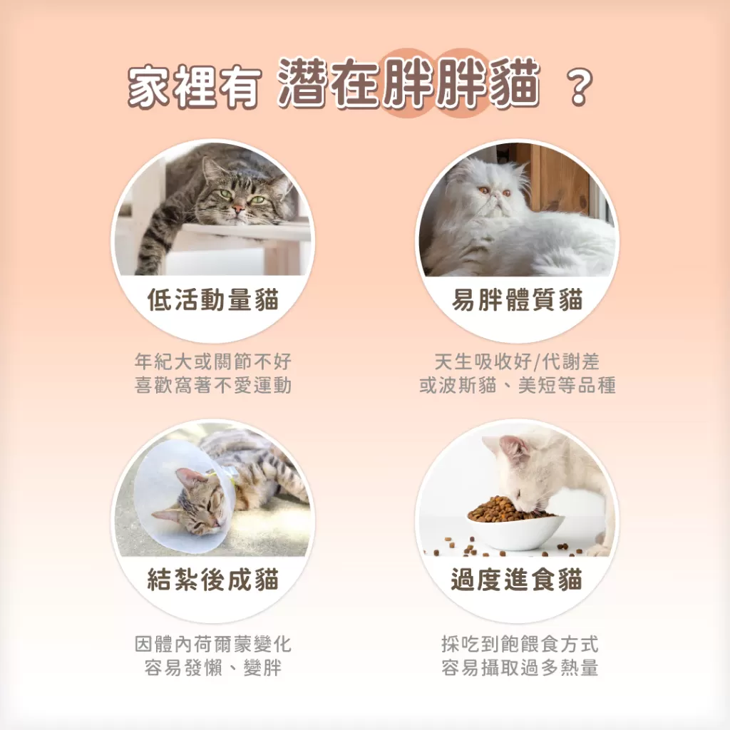 汪喵星球  低脂罐 80g 貓咪低脂無膠主食罐80g 主食罐 無膠 貓罐 貓主食 單罐 低脂罐 主食罐 貓罐頭商品介紹-1-8